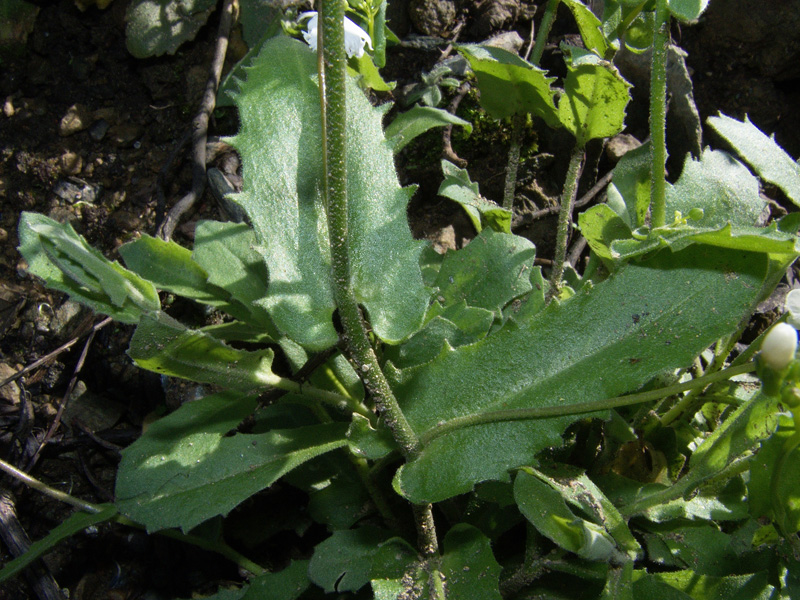 Arabis alpina subsp. caucasica / Arabetta del Caucaso